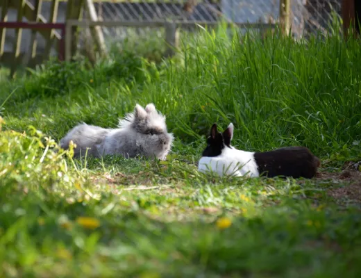 Bild: Familien-Influencerin setzt Kaninchen im Wald aus: Tierheim erstattet Strafanzeige