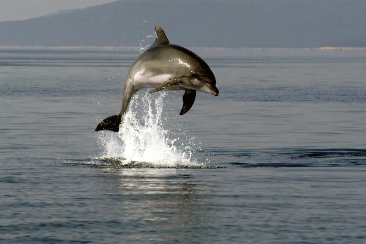 Ein Adria-Delfin in Springlaune; © U. Kirsch
