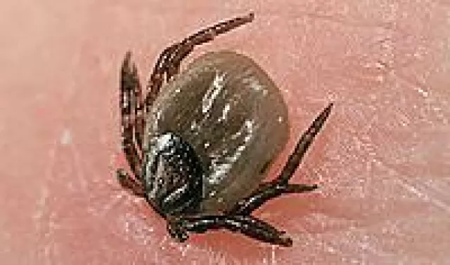 Bild: BKK24 gibt Tipps zum Beginn der Zeckensaison