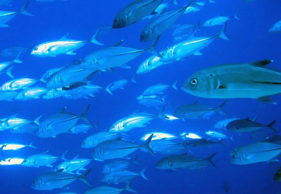 Mit hochwertigen Omega-3-Konzentrate lassen sich erhöhte Blutfettwerte sicher senken!