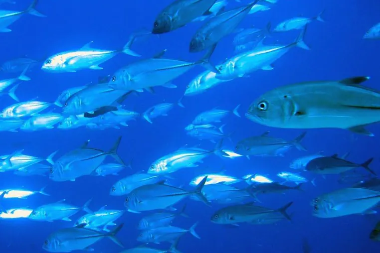 Bild: „Herzinfarkt-Diäten“ unter der Lupe - Im Grunde nur Omega-3-Fettsäuren sinnvoll