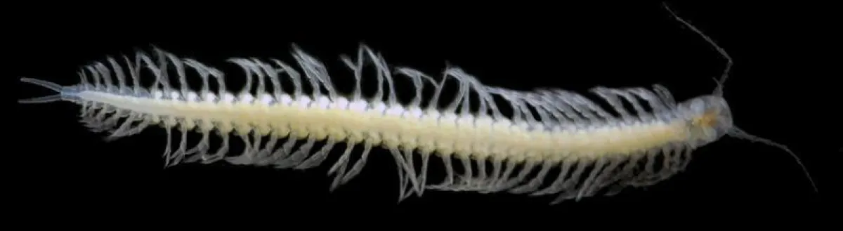 Ruderfußkrebs (Remipedia) (Foto: Dr. Björn Marcus von Reumont/Universität Leipzig)