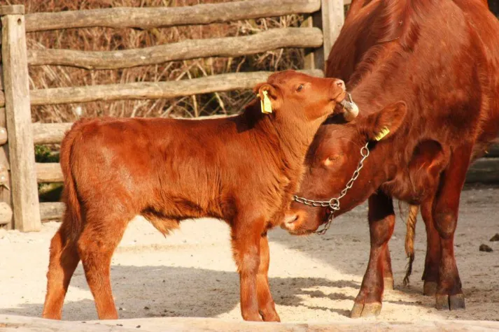 Junge Wilde Bild: Junge Wilde