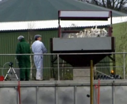 Bild: Vogelgrippe im Landkreis Cuxhaven - Tierschützer prangern an: Keulung von Geflügel ist Tierquälerei