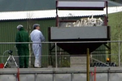 Bild: Vogelgrippe im Landkreis Cuxhaven - Tierschützer prangern an: Keulung von Geflügel ist Tierquälerei