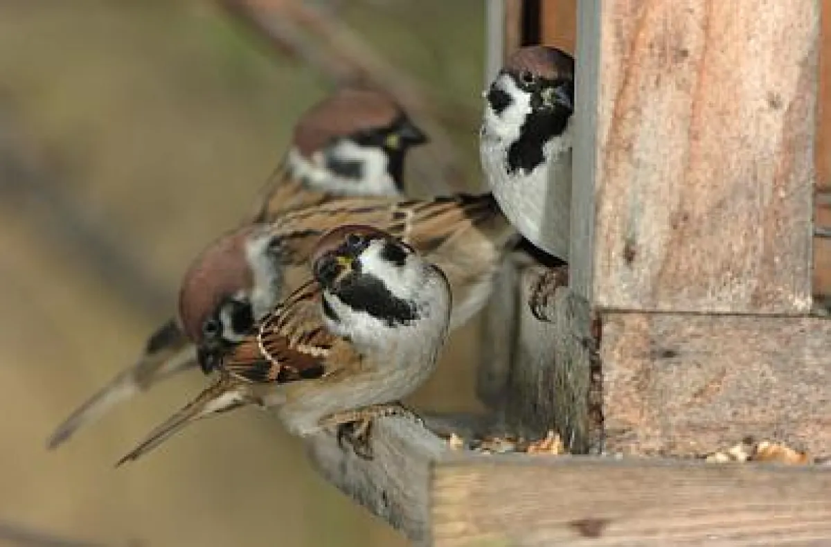 © NaturVision | Geheimnisvoller Garten - Frühlingserwachen