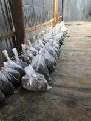 Bild: Panoro Minerals reicht technischen Bericht für Haufenlaugungs- und Extraktions-Betrieb ein