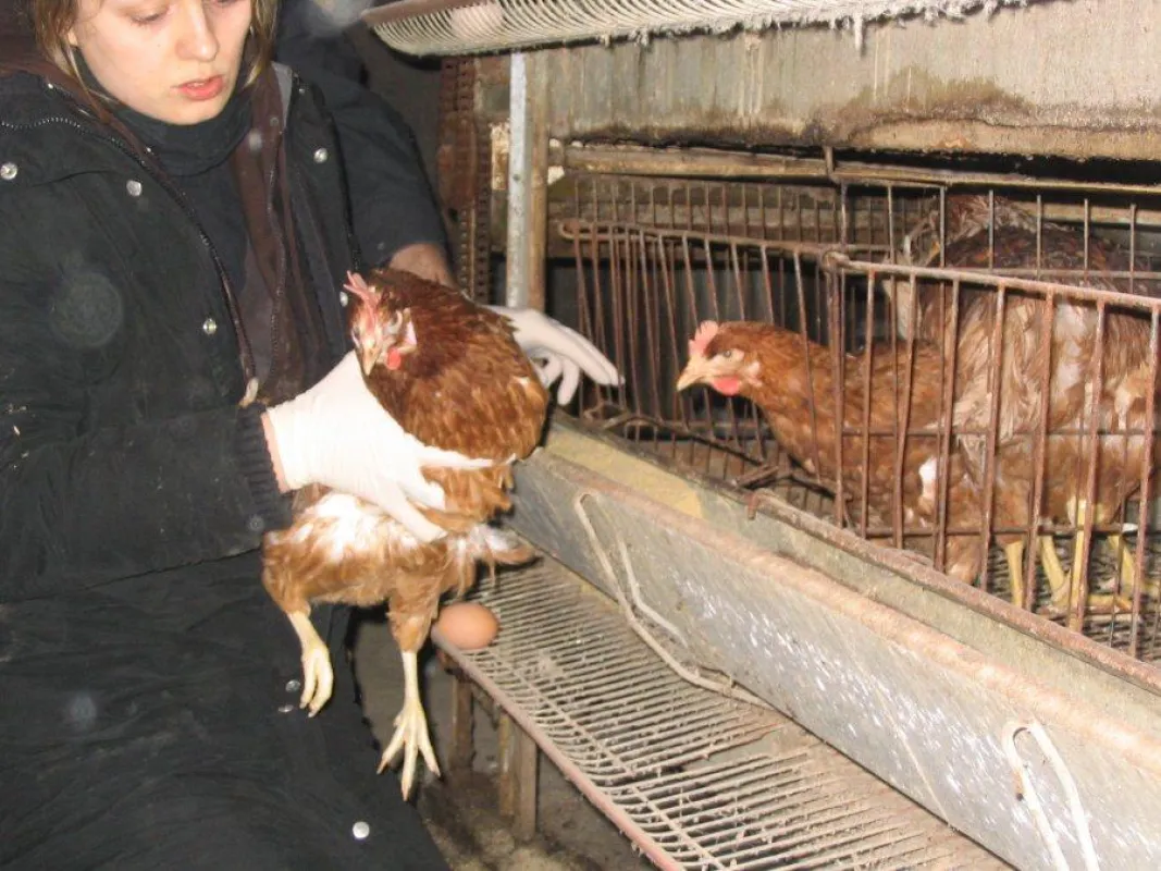 Tierbefreiung: Henne aus Legebatterie