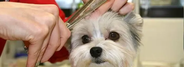 Kostenloses live-Streaming der 2. Düsseldorfer Grooming-Tage vom 28. bis 30. Juni unter cfexpert.de Bild: Kostenloses live-Streaming der 2. Düsseldorfer Grooming-Tage vom 28. bis 30. Juni unter cfexpert.de