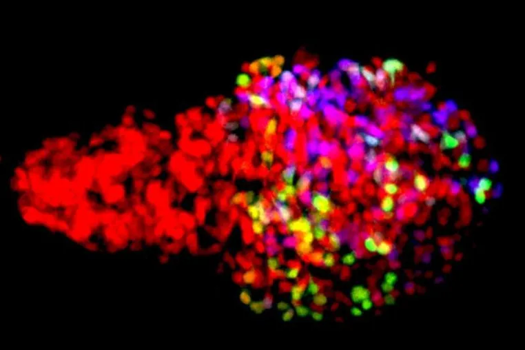 Bild: Rainbow colors reveal cell history: Uncovering ?-cell heterogeneity