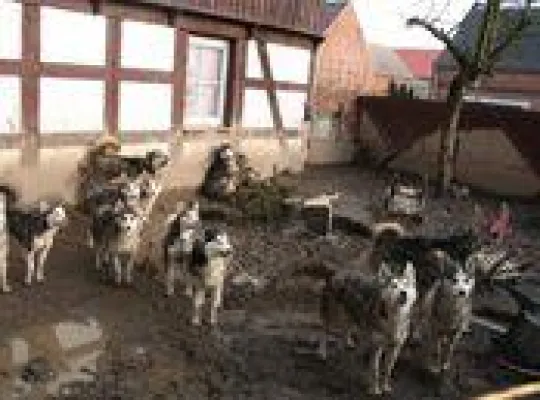Bild: Die Hundequäler vom Husky-Hof – TIER.TV zeigt TV-Reportage