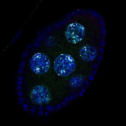 Bild: Wie Zellen ihre eigenen Gene „hacken“ - Forscher entschlüsseln neuen Mechanismus der Genexpression