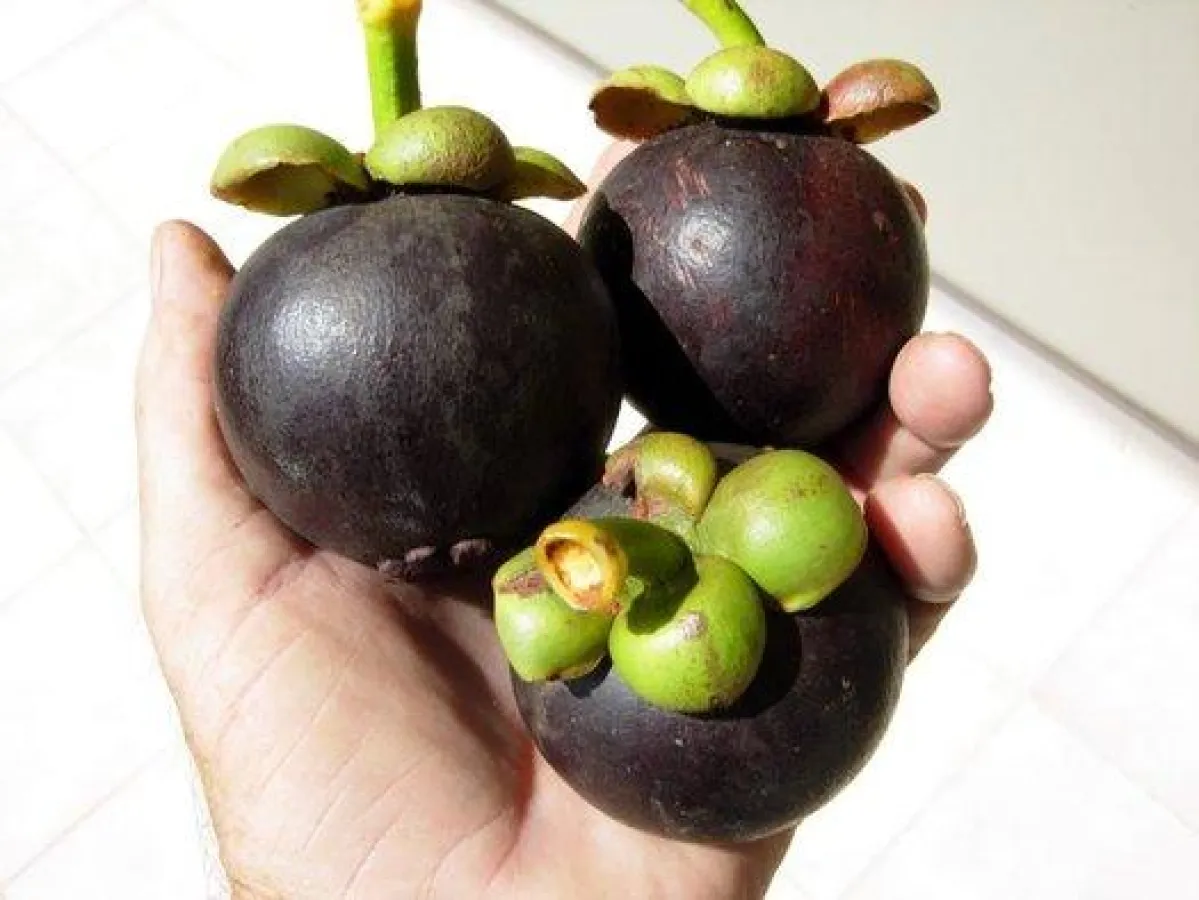 Mangostan Früchte