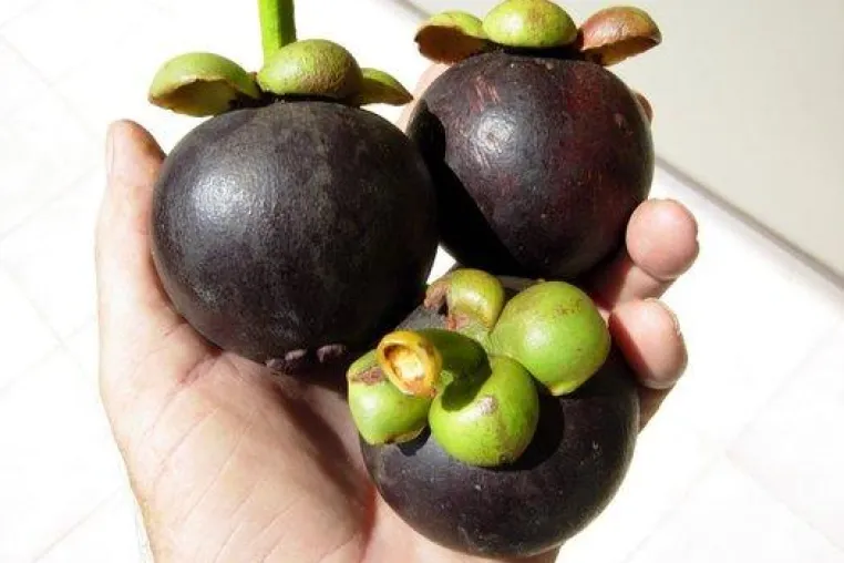 Bild: Warum die Mangostan Frucht Ihre Gesundheit natürlich unterstützt