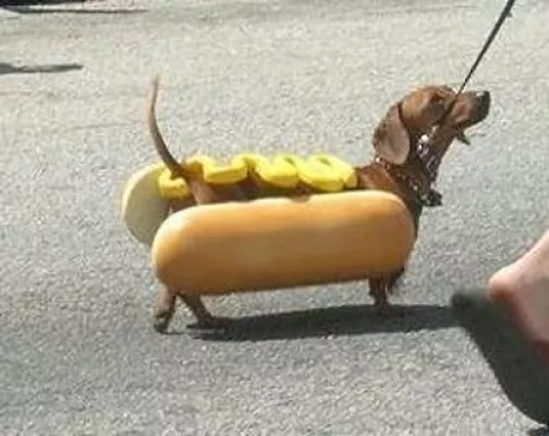 Bild: Fasching oder Karneval sind Belastung für Hund & Katz