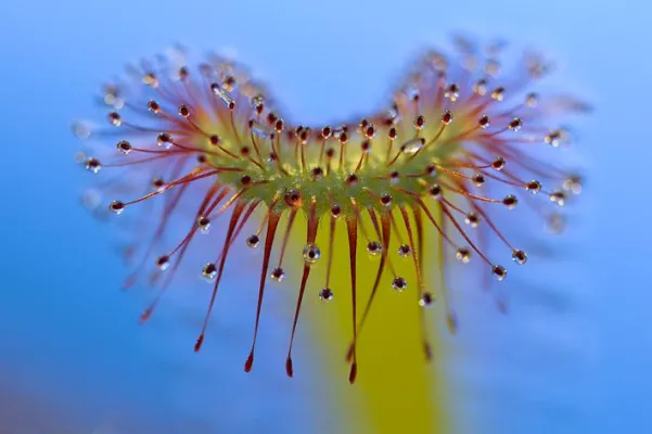 Fotoworkshop Makrofotografie für Fortgeschrittene in Heidelberg Bild: Fotoworkshop Makrofotografie für Fortgeschrittene in Heidelberg