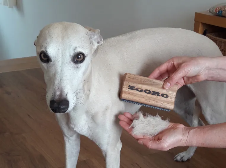 Bild: Fellwechsel beim Hund: Leiky setzt im Herbst auf Kamm und Öl im Napf