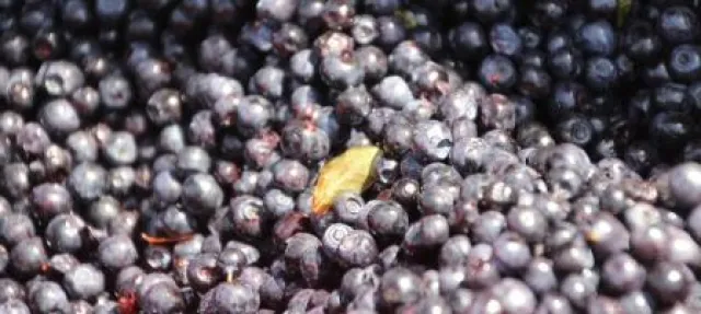 Bild: Neuer Premium-Wanderweg, "Heidelbeertag" & Spezial-Backkurse - Die Heidelbeerwochen im Enztal 2015