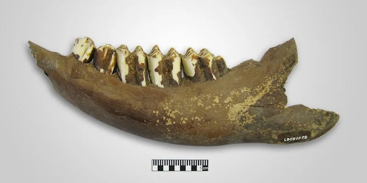 5400 Jahre alter Rinderunterkiefer. (Universität Basel, IPNA, C. Gerling)