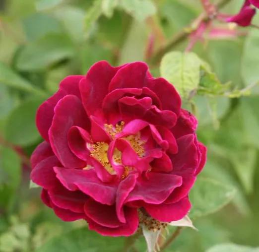 Bild: Die Magie der Rose - Genuss für alle Sinne auf dem Rosenhof Taubertal