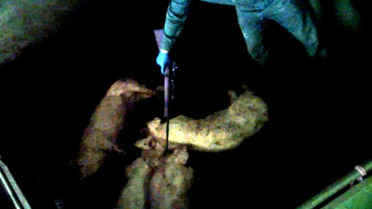Bild: Nach Enthüllung: Staatsanwaltschaft ermittelt gegen brutalen Schweinemäster aus Grafschaft Bentheim