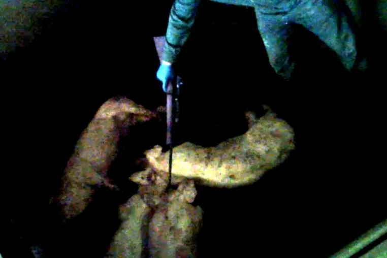 Nach Enthüllung: Staatsanwaltschaft ermittelt gegen brutalen Schweinemäster aus Grafschaft Bentheim Bild: Nach Enthüllung: Staatsanwaltschaft ermittelt gegen brutalen Schweinemäster aus Grafschaft Bentheim