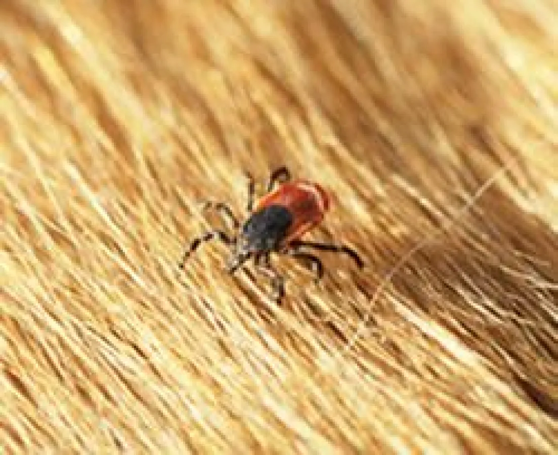 Zecken sind Überträger gefährlicher Infektionserkrankungen