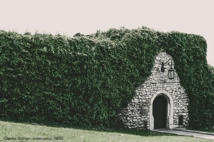 Bild: Heckenschnitt im Frühling: Was erlaubt ist – und was nicht