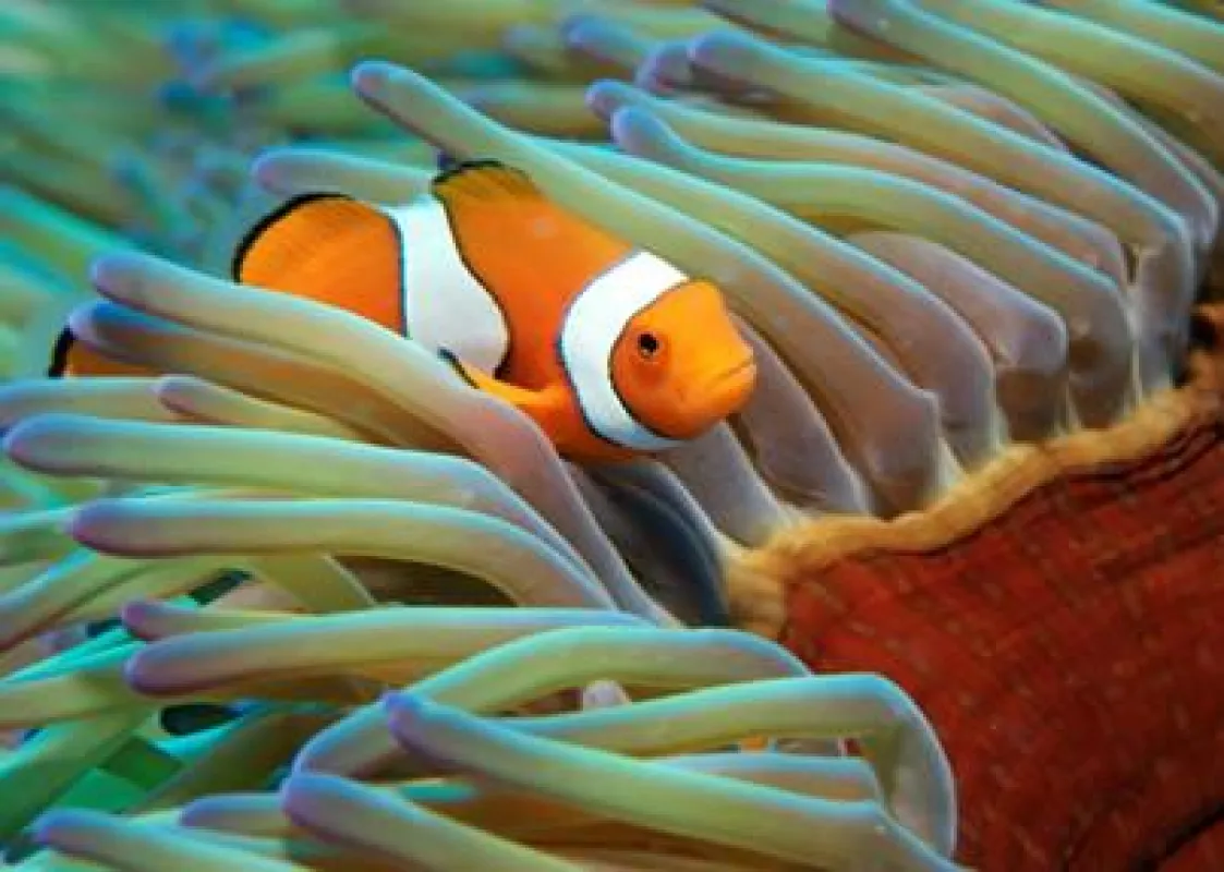 Der Clownfish machte im Film