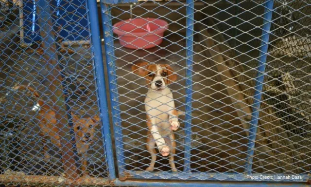 Bild: Urlaubsparadies Dubai ermordet tausende von Haustieren