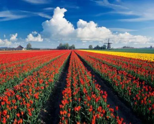 Bild: Bunte Blumenfelder und alte Hansestädte - Das Gelderland mit dem Fahrrad entdecken – Unterkünfte bei e-domizil