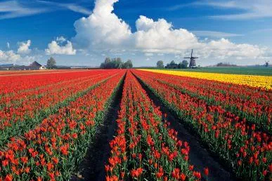 Bild: Bunte Blumenfelder und alte Hansestädte - Das Gelderland mit dem Fahrrad entdecken – Unterkünfte bei e-domizil