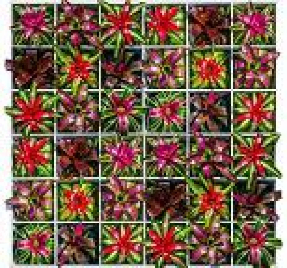 Bromelien in den Selby Gardens, inspiriert von Warhols Kunst. © Darren Erickson