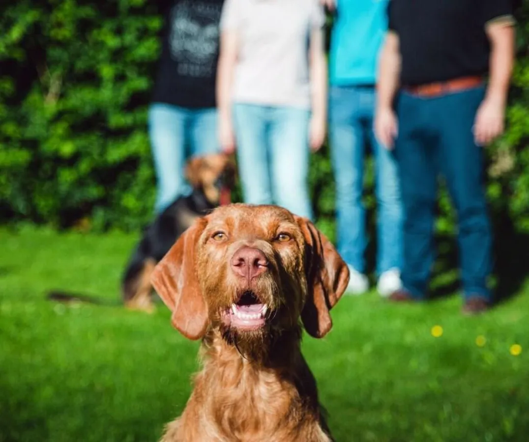 Galoca, 2 Jahre, als Welpe in Ungarn in den Müll geworfen