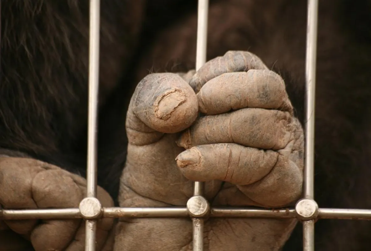 (c) martina berg/fotolia: Affenhand hinter Gitern