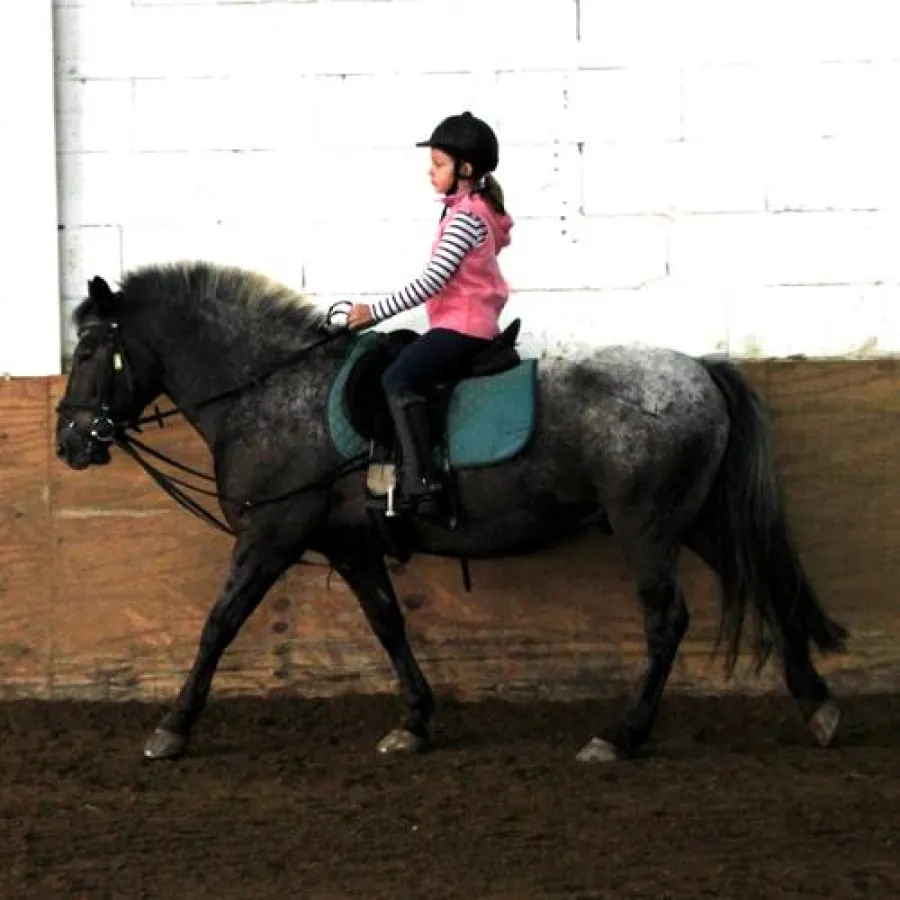 Konzentration bei Julia - sie reitet in der Prüfung Lehrpferd 