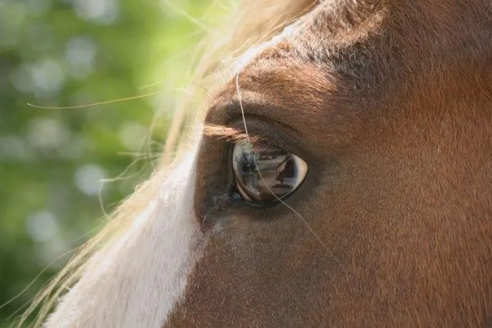 Bild: Das Equine Cushing Syndrom bei Pferde