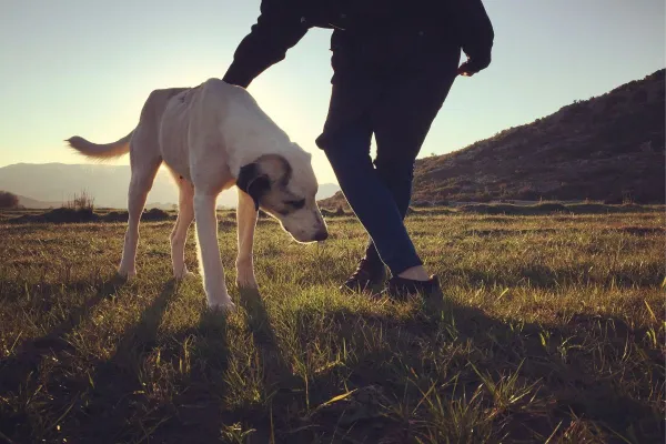 Bild: Hund liest Mensch: Was Dein Hund über Dich weiß - und was das mit Führung zu tun hat