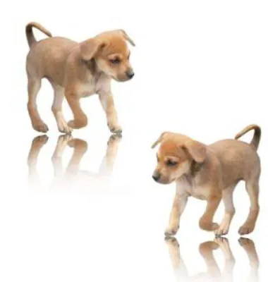 Bild: Engagierte Tierschützer bewerben sich