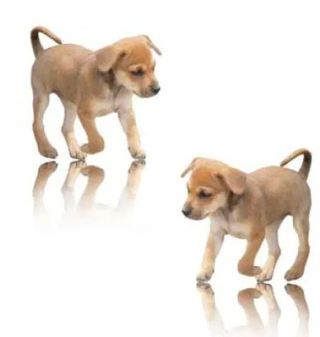 Bild: Engagierte Tierschützer bewerben sich