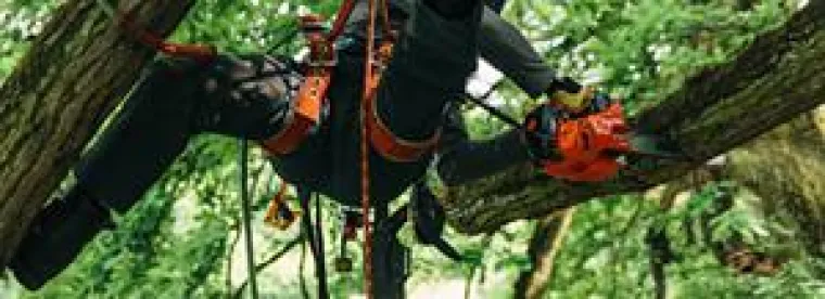 Bild: Die neue CS-2510TES: Die leichteste Baumpflegesäge ihrer Klasse