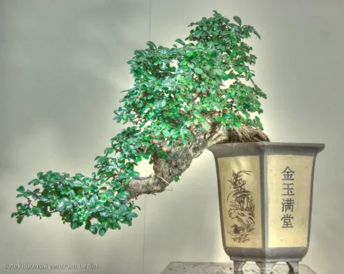 Bild: Grüne Bonsai-Oase im Berliner Winter