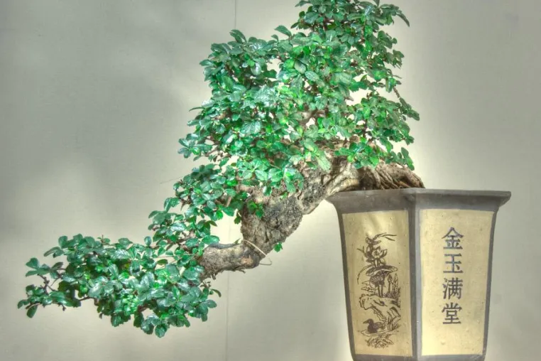 Bild: Grüne Bonsai-Oase im Berliner Winter