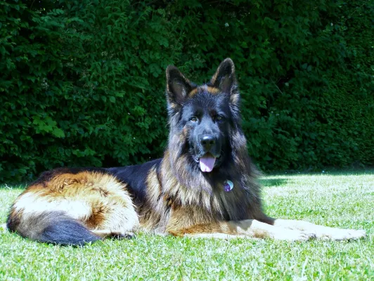 Bild: Tierarztpraxis für Kleintiere - Praxisübernahme /- Nachfolge in Dreieich