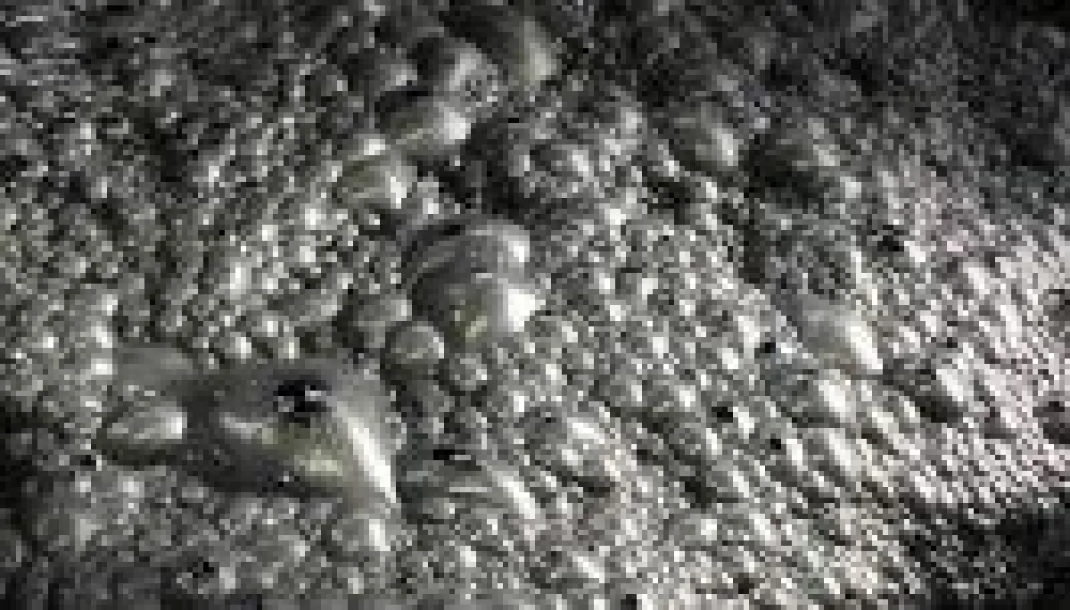 Ascendant Resources Flotation