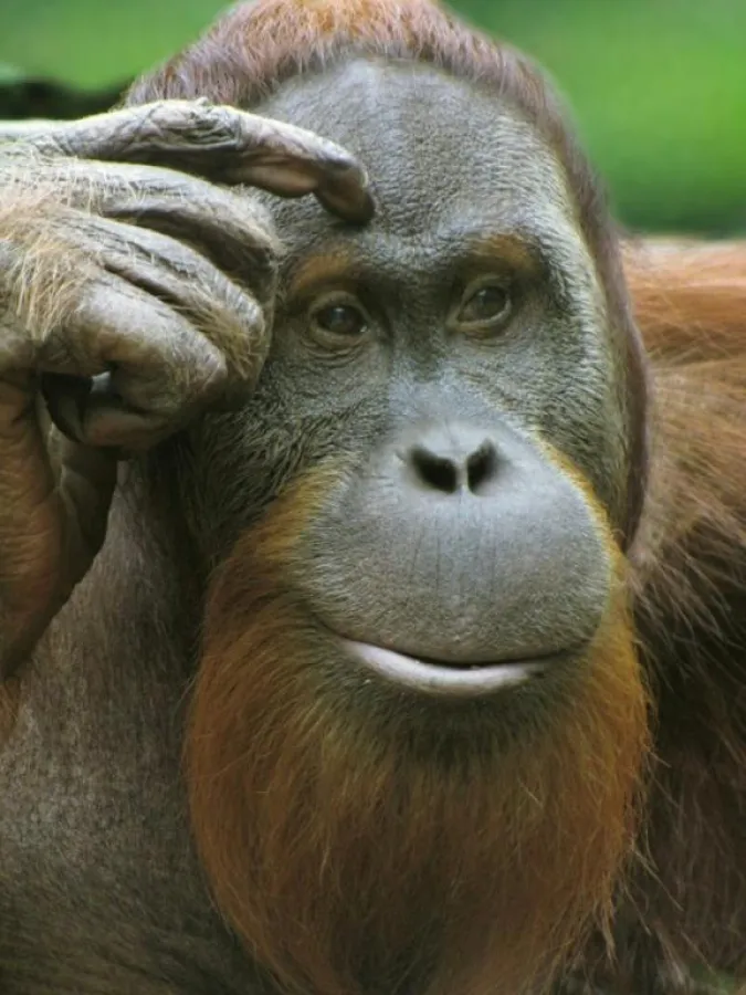 Vater Jambi nahm die Nachricht gelassen auf
