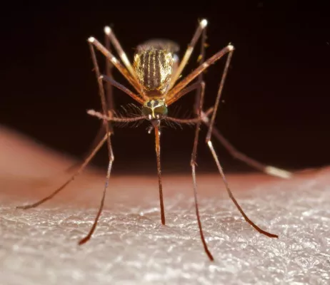 Bild: Auch Mücken in Deutschland können Krankheiten auf Hunde übertragen