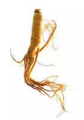 Bild: Ginseng - Heilmittel aus der Natur
