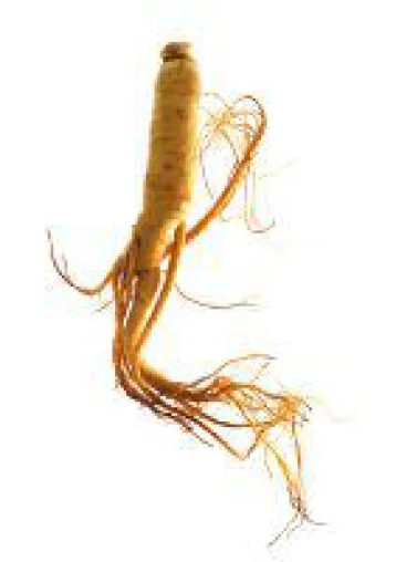Bild: Ginseng - Heilmittel aus der Natur