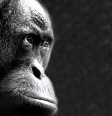 Bild: Fotoausstellung „Affen Art“ im Zoo Berlin vom 15.2.2007 bis 15.3.2007